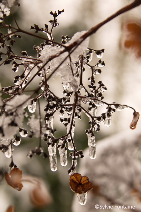 hydrangea-petiolaris-couvert de glace