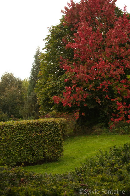 acer rubrum-couleurs d'automne au jardin de sylvie fontaine