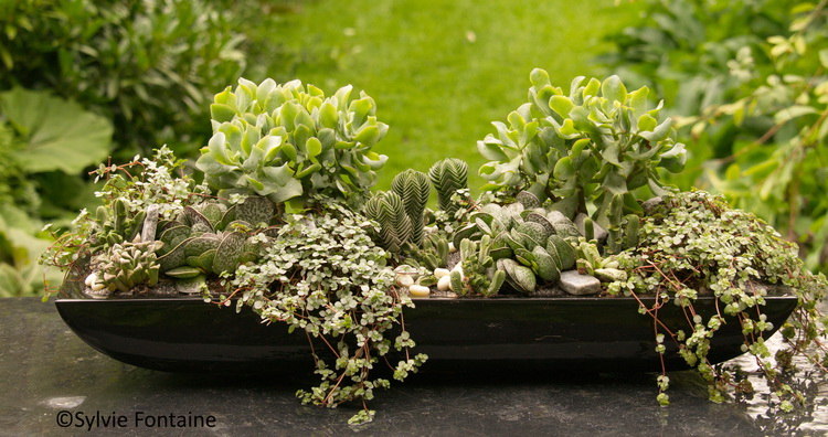 composition de succulentes comme un mini jardin