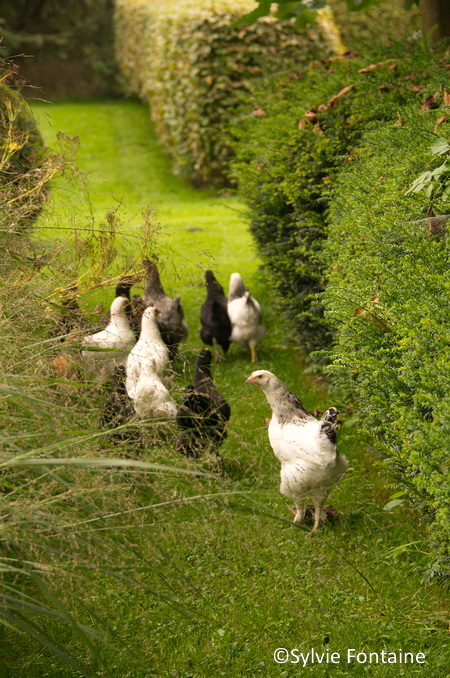 poules en liberté au jardin de sylvie fontaine