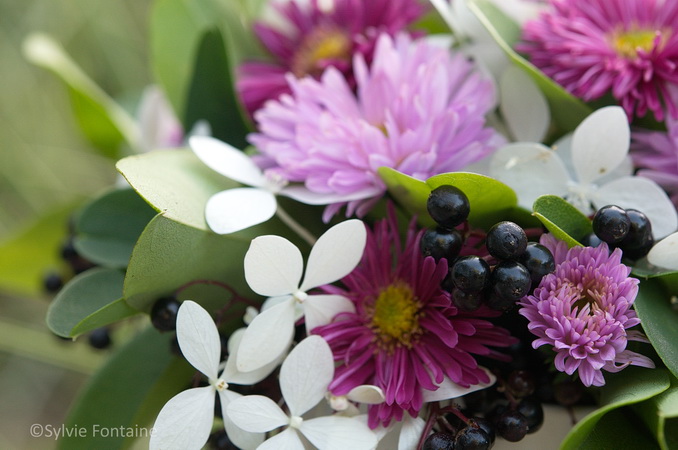 asters en petit bouquet accompagnés de baies de sureau et de l'hortensia Limelight