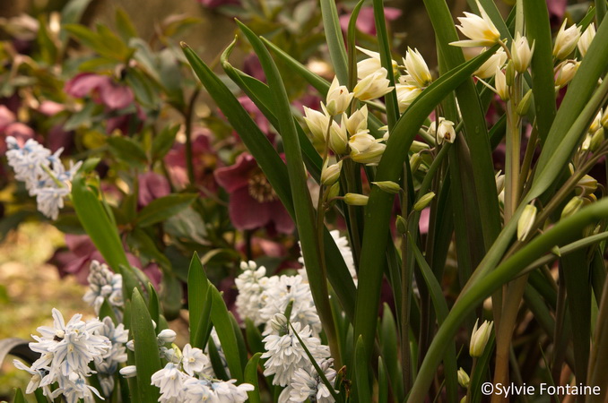 puschkinias,hellébores et tulipes botaniques au jardin en mars