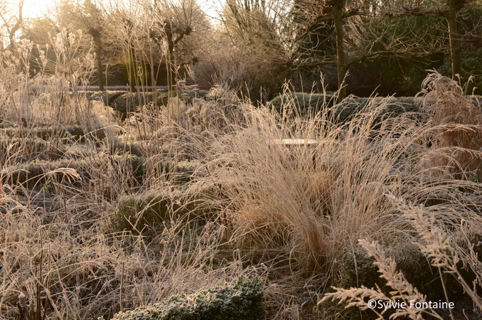 l'hiver au jardin-molinia caerulea Edith Dudszus au premier plan-jardin de sylvie fontaine