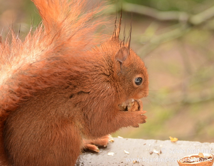 les écureuils sont d'une grande dextérité pour grignoter les noix