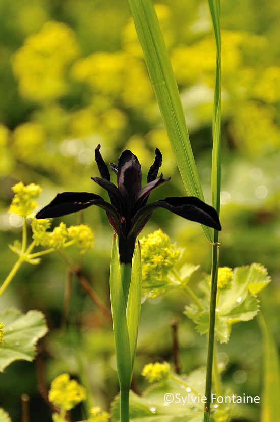 L'iris chrysographes Black Knight
