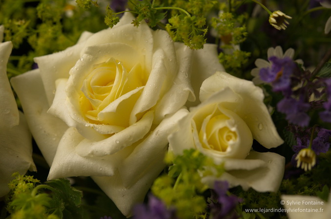 rosa Love Letter- jardin de sylvie fontaine
