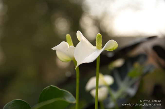 anthurium , une plante facile à vivre et dépolluante