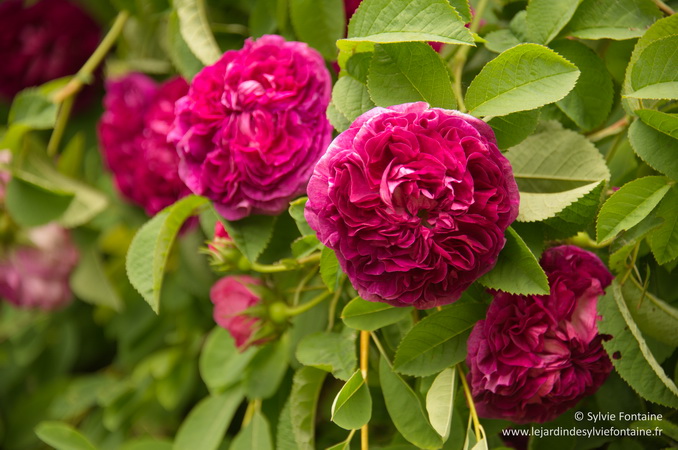 Rosier Charles de Mills, le plus beau des rosiers galliques présent dans la collection de la Malmaison, d'origine inconnue 