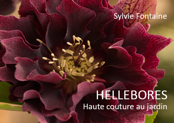 HELLEBORES-Haute-couture-au-jardin-Sylvie-Fontaine
